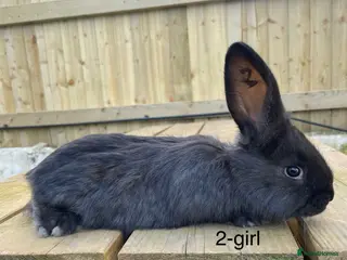 Continental Giant rabbits 💙6 week old pure bred continental giant 💙 - Advert 3