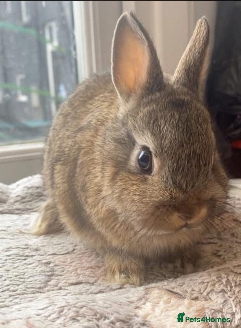 Netherland Dwarf rabbits Gorgeous netherland dwarf boys available - Advert 1