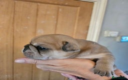 French Bulldog dogs for sale: ⚡️Exquisite 🌈 Pedigree French Bulldog Puppies ⚡️ - Image 6