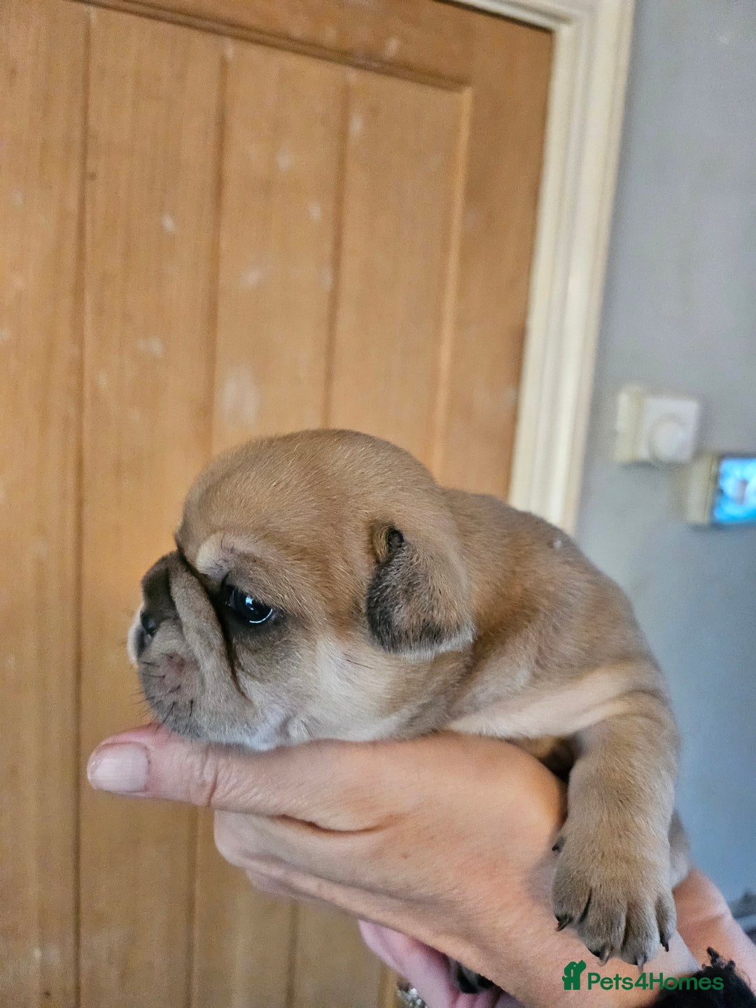 French Bulldog dogs for sale: ⚡️Exquisite 🌈 Pedigree French Bulldog Puppies ⚡️ - Image 6