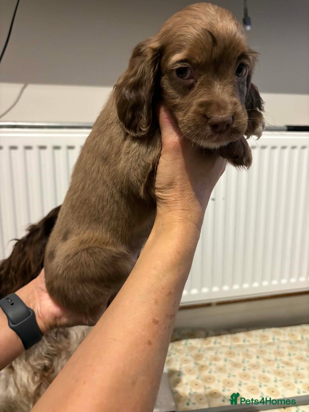 Cocker Spaniel dogs for sale: KC reg parents DNA health tested “show type”   - Advert 5