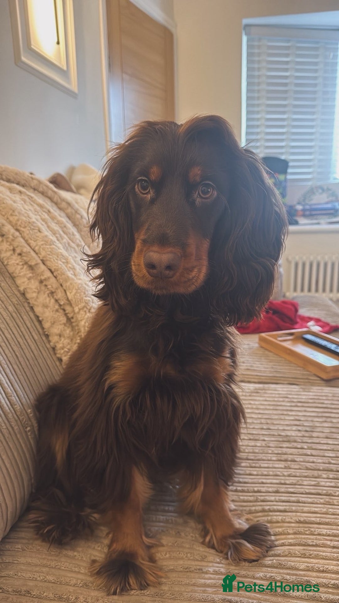 Cocker Spaniel dogs for sale: Cocker spaniel for sale  - Advert 1