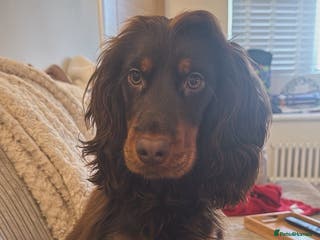 Cocker Spaniel dogs Cocker spaniel for sale - Advert 1