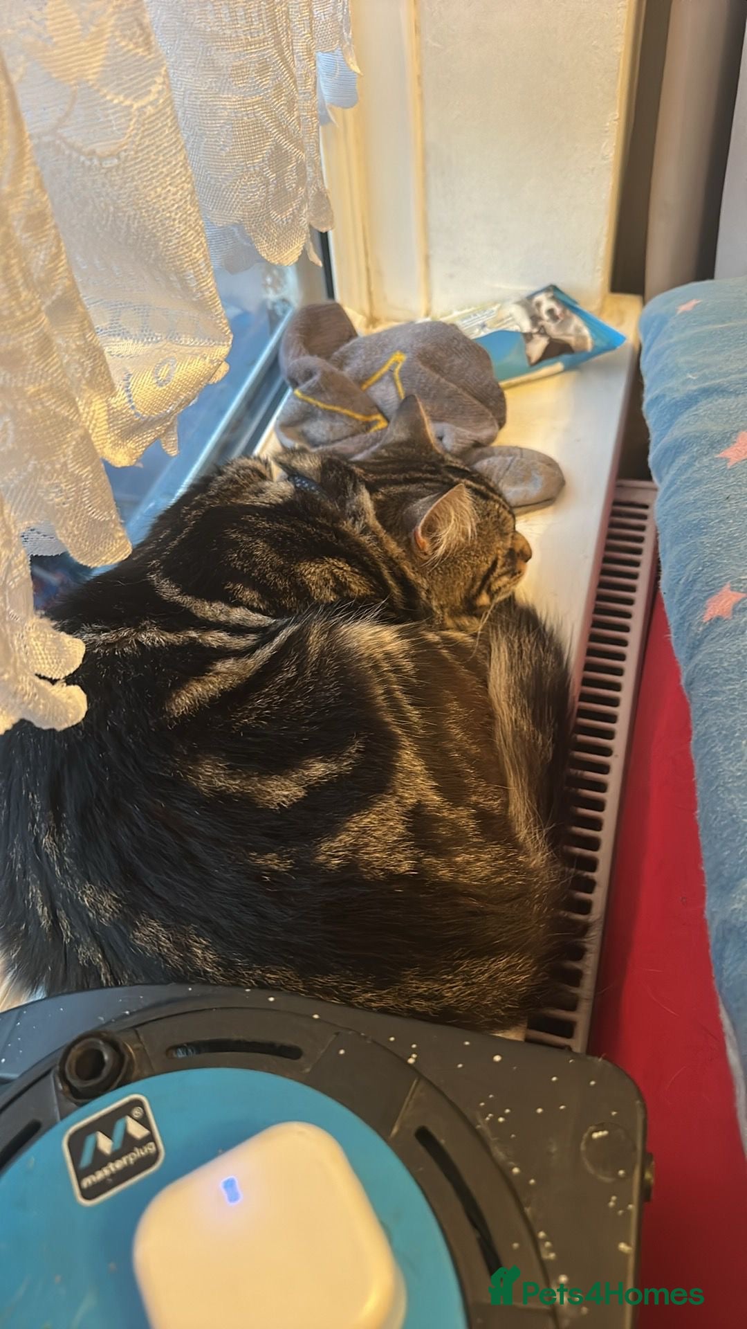 Mixed Breed cats for sale: Main coon cross  - Advert 3