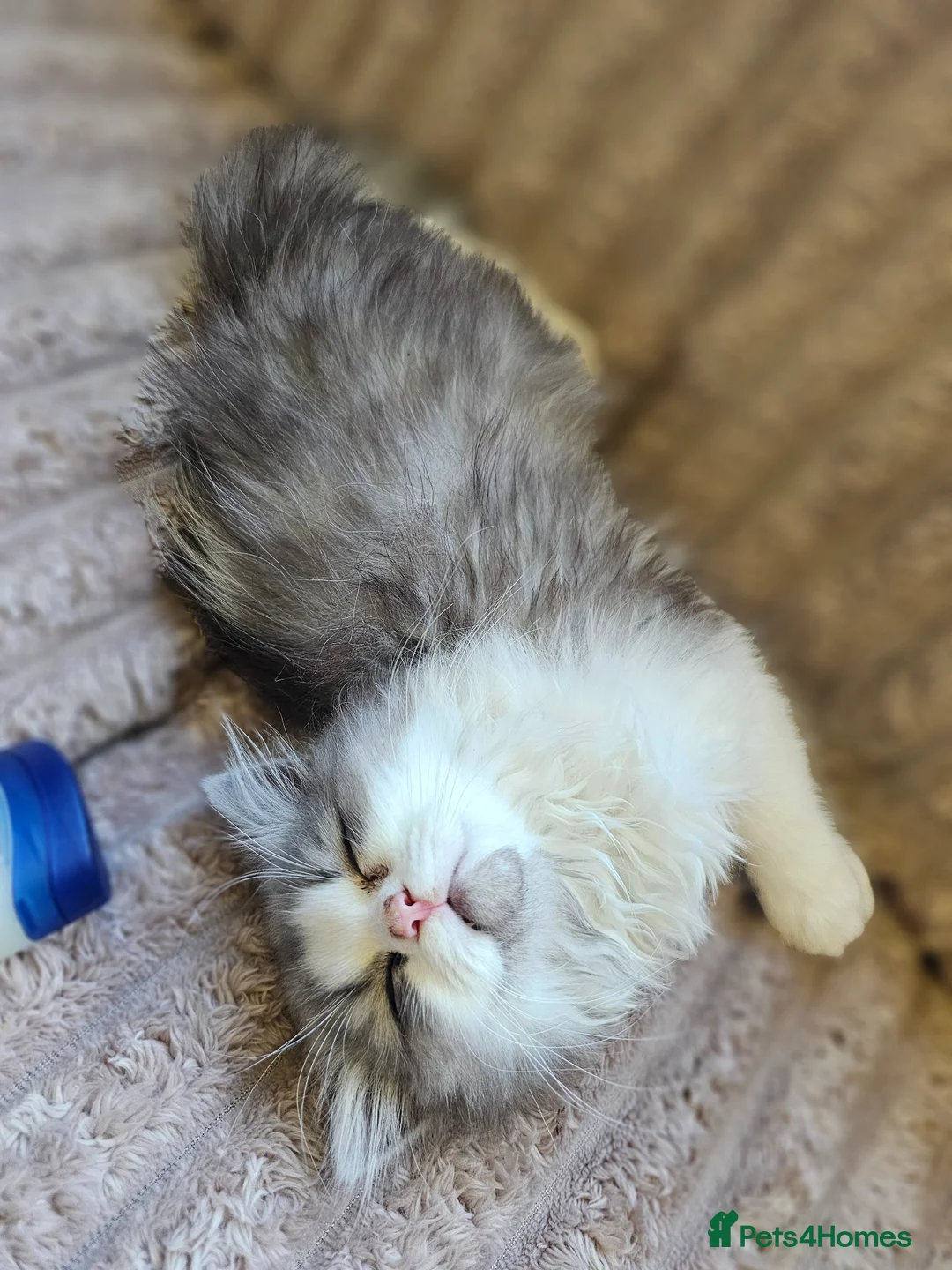 Mixed Breed cats for sale: Persian x British Shorthair  in Stoke-on-Trent - Advert 4