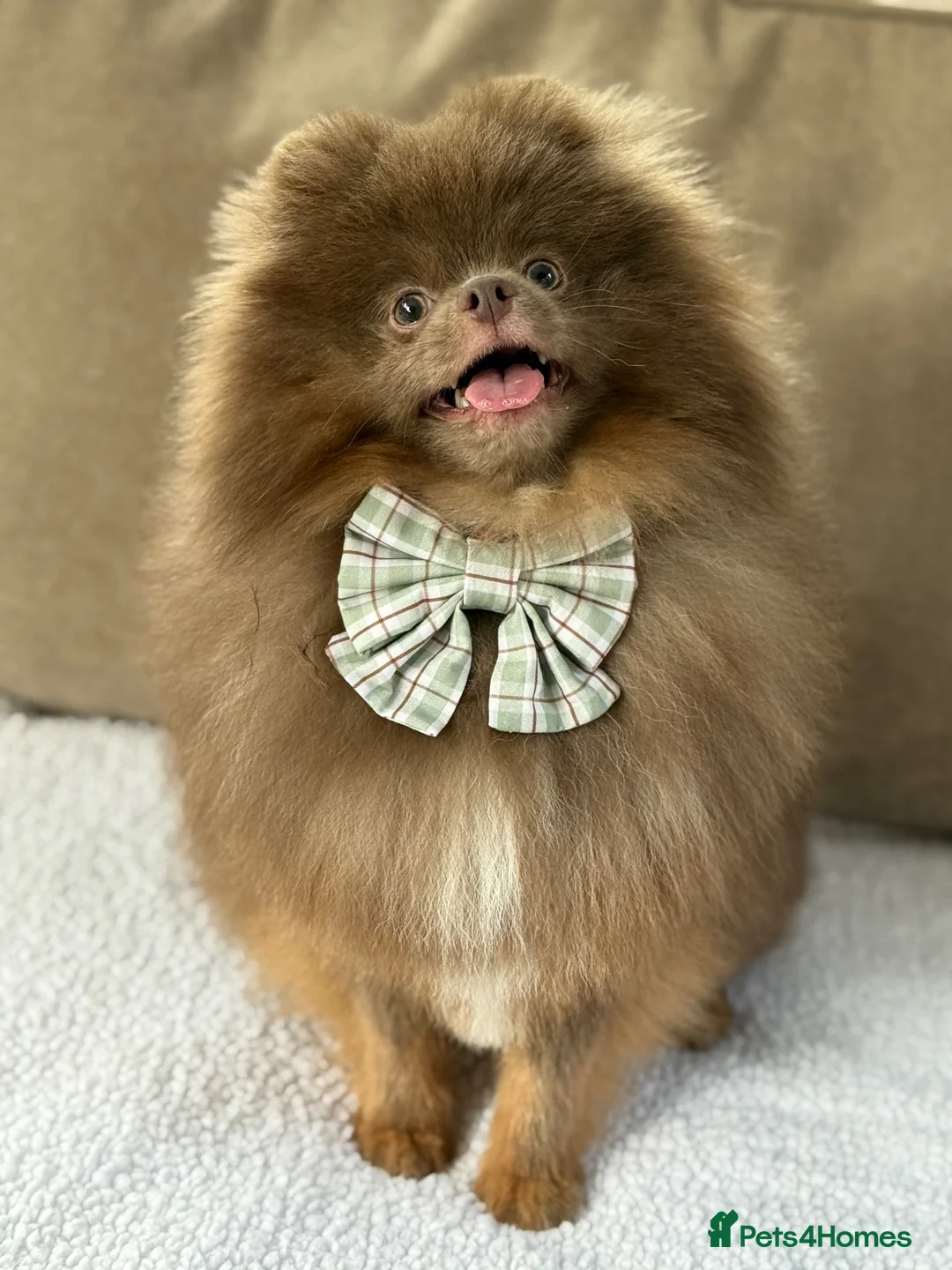 Pomeranian dogs for sale: 2 year old male Pom lilac and tan - Advert 1