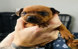 Miniature Pinscher dogs for sale: LAST PUP! Exceptional Miniature Pinscher Puppies - Image 34