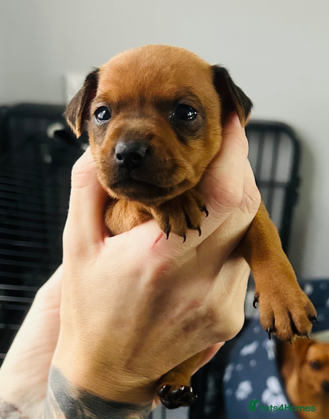 Miniature Pinscher dogs for sale: LAST PUP! Exceptional Miniature Pinscher Puppies - Image 34