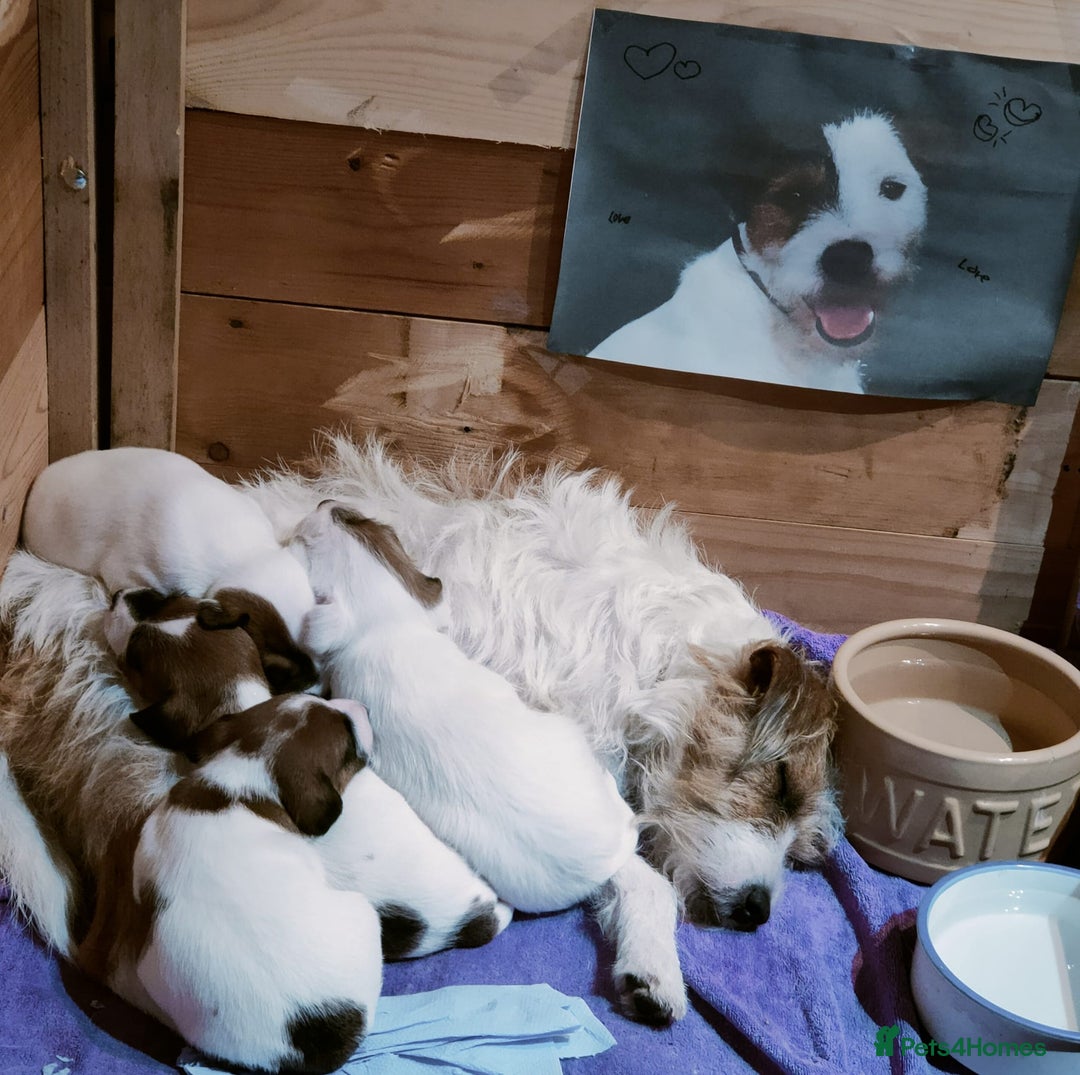 Parson Russell dogs for sale: Gorgeous Parson Russell Boy Puppy - Advert 13