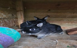Netherland Dwarf rabbits for sale: Pure Netherland Dwarfs READY TO LEAVE! - Advert 7