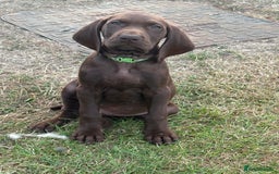 German Shorthaired Pointer dogs for sale: German shorthaired pointer x vizsla puppies - Image 3