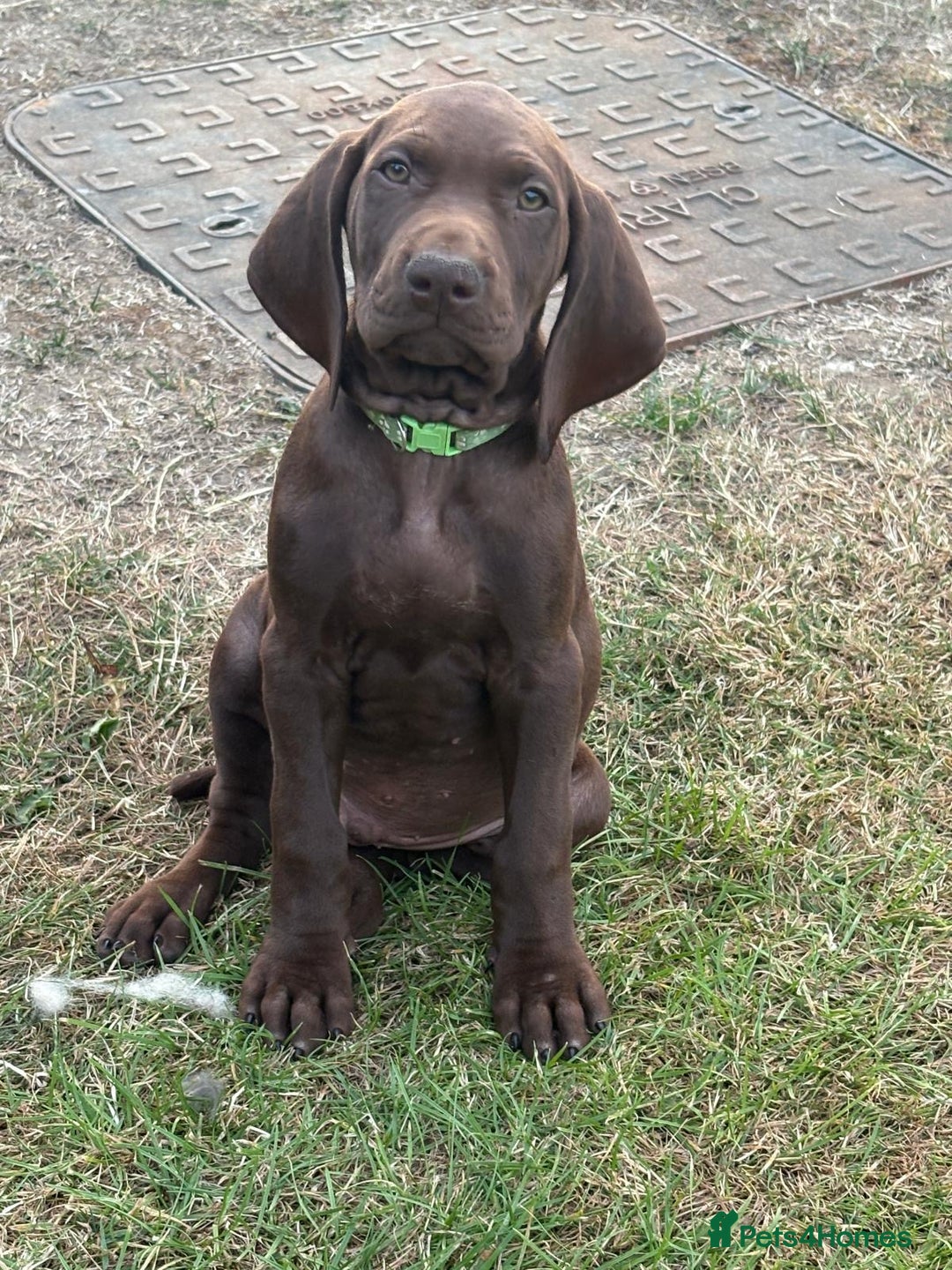 German Shorthaired Pointer dogs for sale: German shorthaired pointer x vizsla puppies - Image 3