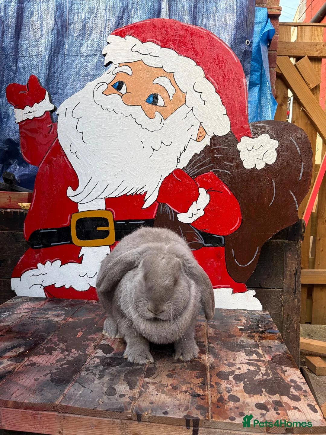French Lop rabbits for sale: French lop Girl - Advert 2