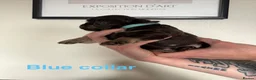Cocker Spaniel dogs for sale: Stunning Cocker Spaniel Puppies in Peterhead - Advert 8