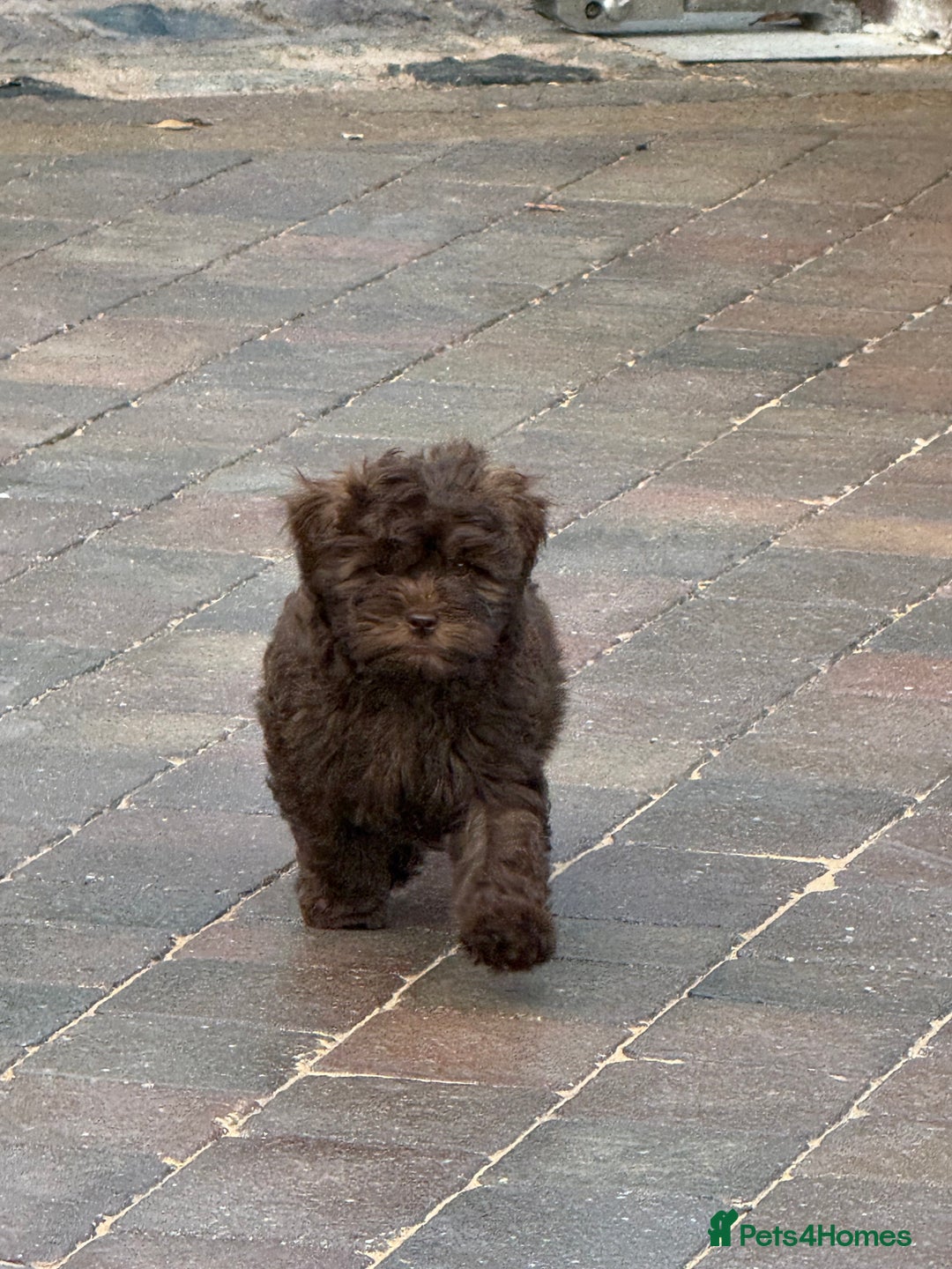 Shihpoo dogs for sale: Shipoos  - Image 3