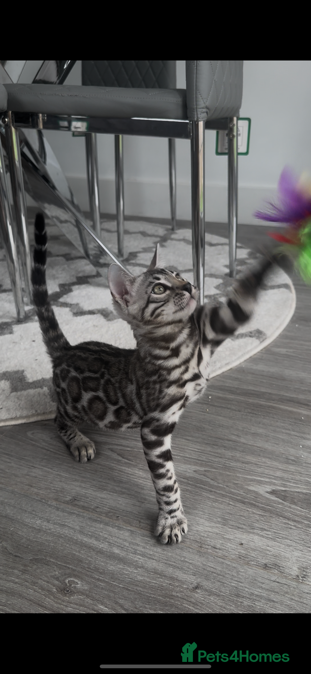 Bengal cats for sale: Exceptional breed quality bengals  - Image 21
