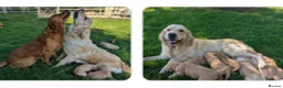 Golden Retriever dogs for sale: Lovely lively girl “Wincy” in West Malling - Advert 9