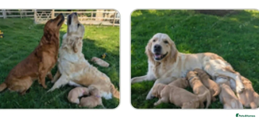 Golden Retriever dogs for sale: Lovely lively girl “Wincy” in West Malling - Advert 9