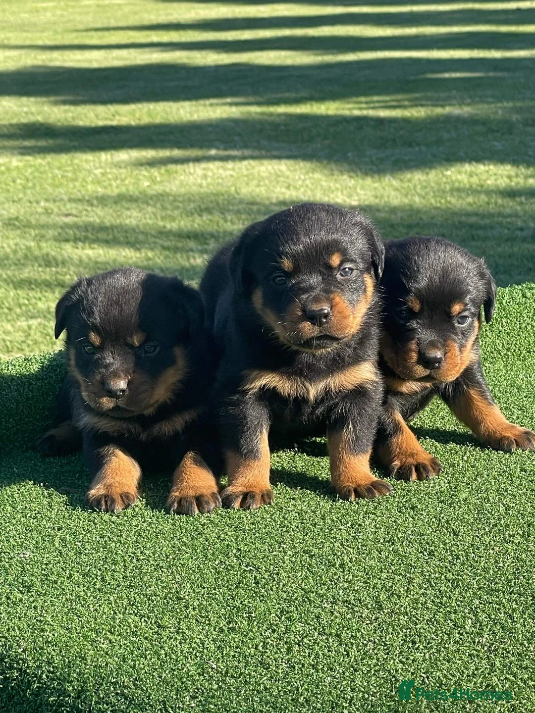 Rottweiler dogs for sale: Perfect Purebred Rottweiler puppies - Advert 1