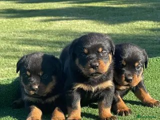 Rottweiler dogs Perfect Purebred Rottweiler puppies - Advert 5