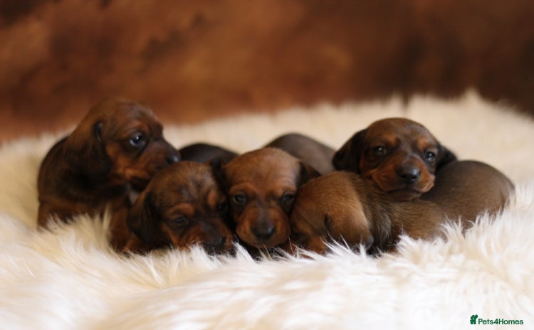 Miniature Dachshund dogs - Advert 1