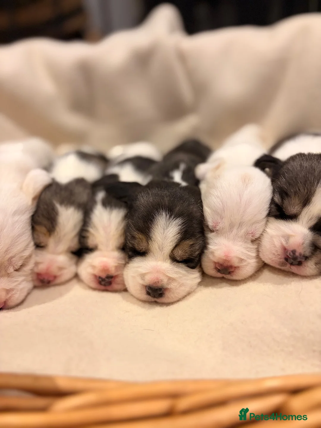 Beagle dogs for sale: 🐾 STUNNING KC REGISTERED BEAGLE PUPPIES 🐾 - Advert 2