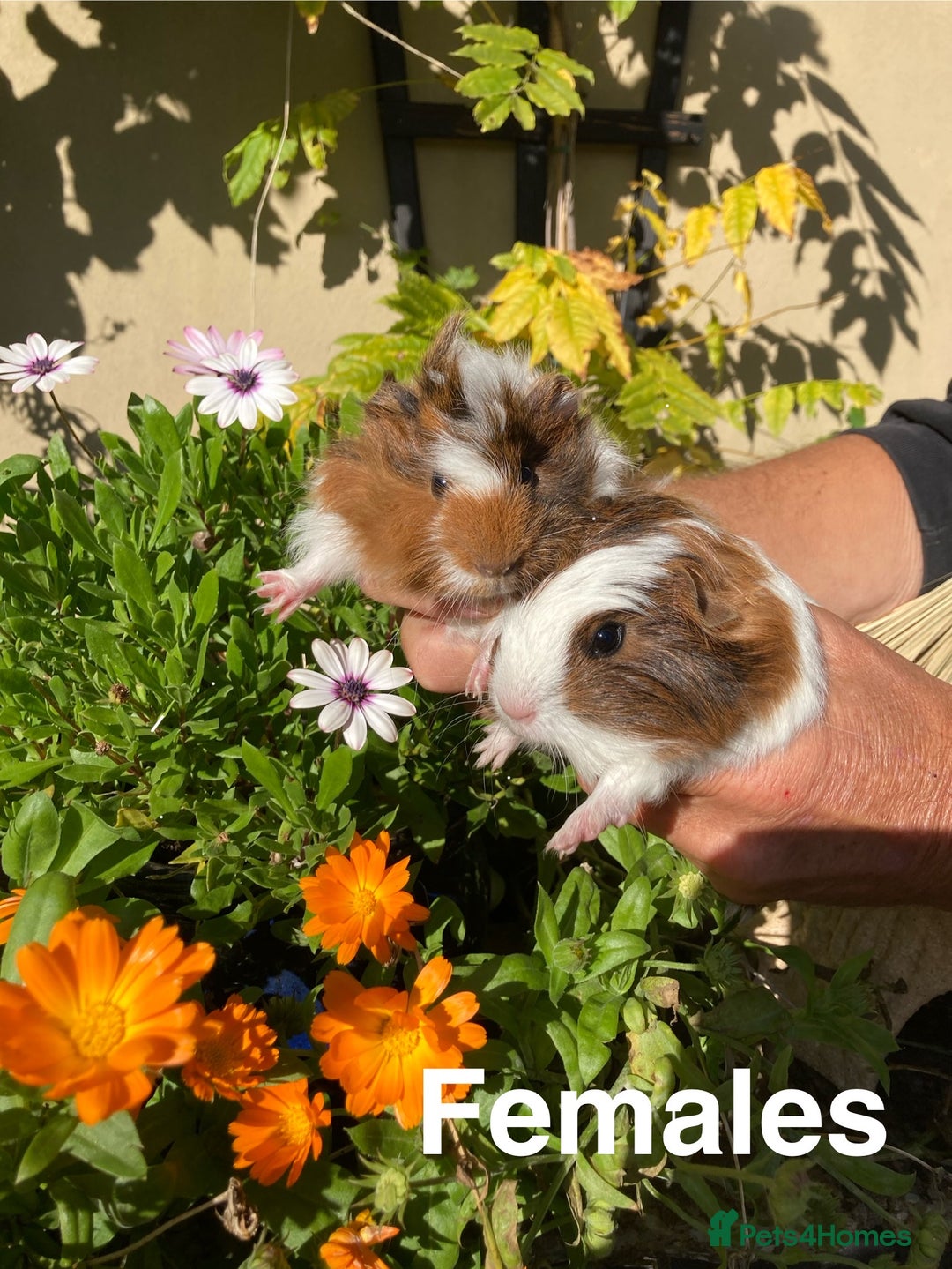 Guinea Pig rodents for sale: Guinea Pig Babies for Sale - Image 8