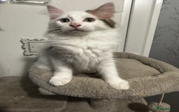 Mixed Breed cats for sale: Beautiful Ragdoll Kittens  - Advert 20