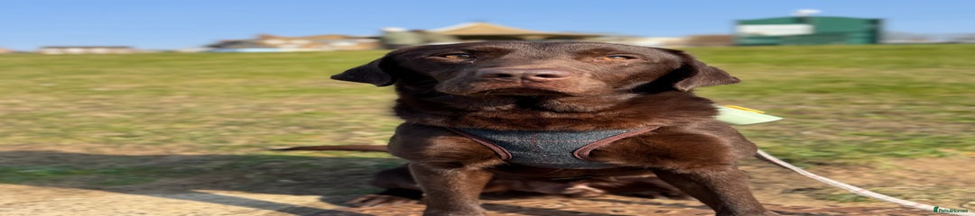 Mali