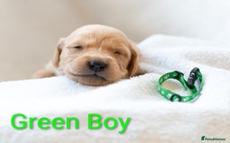 Golden Retriever dogs for sale: Golden Retiever Puppies   - Image 12
