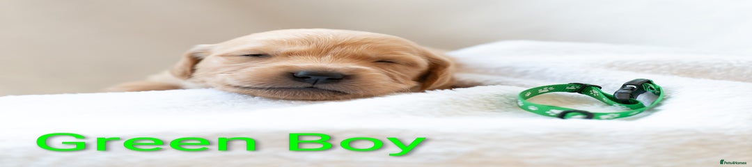 Golden Retriever Puppy 5 - Green Collar