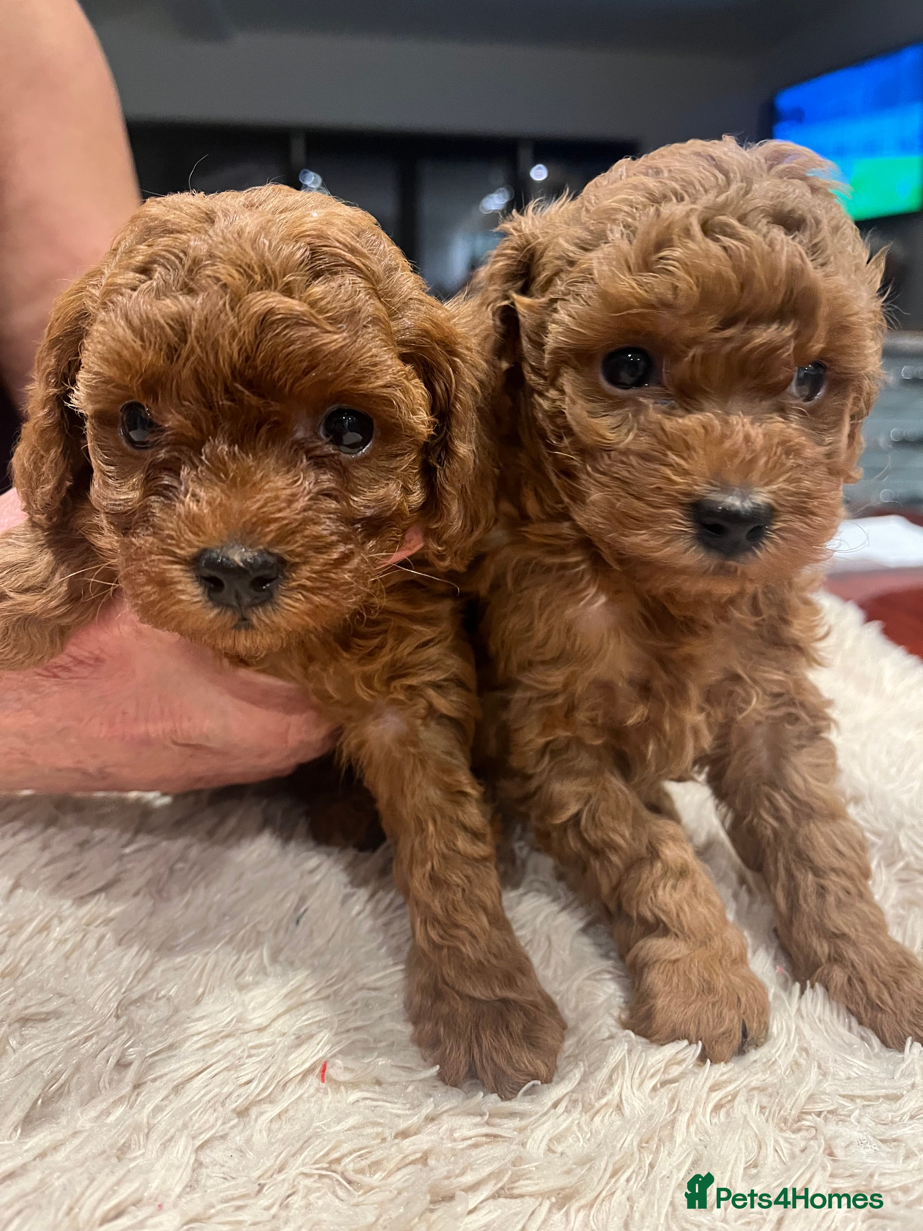 Toy Poodle dogs 🧸Beautiful red toy/asian poodle puppies 🧸  - Advert 13