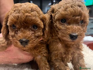 Toy Poodle dogs 🧸Beautiful red toy/asian poodle puppies 🧸 - Advert 10