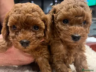Toy Poodle dogs 🧸Beautiful red toy/asian poodle puppies 🧸 - Advert 7
