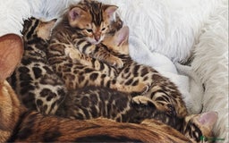 Bengal cats for sale: Pedigree,  TICA, loving, luxurious bengals - Advert 3
