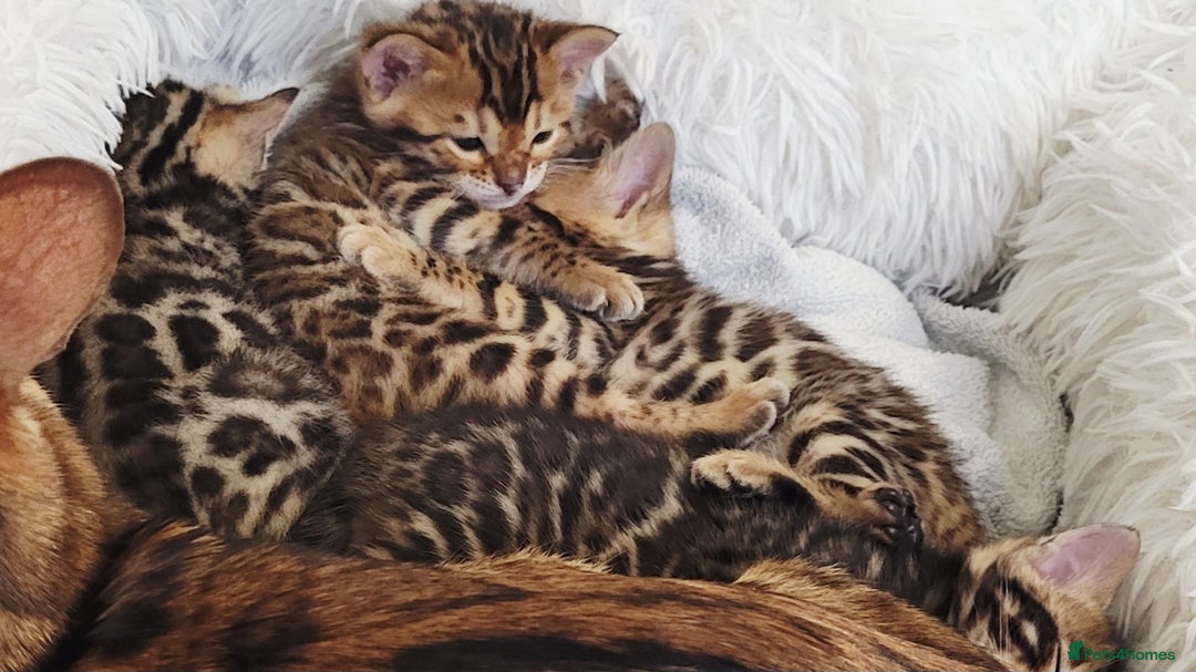 Bengal cats for sale: Pedigree,  TICA, loving, luxurious bengals - Advert 3