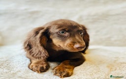 Miniature Dachshund dogs for sale: Chocolate & Tan Miniature Longhaired Dachshund - Image 11