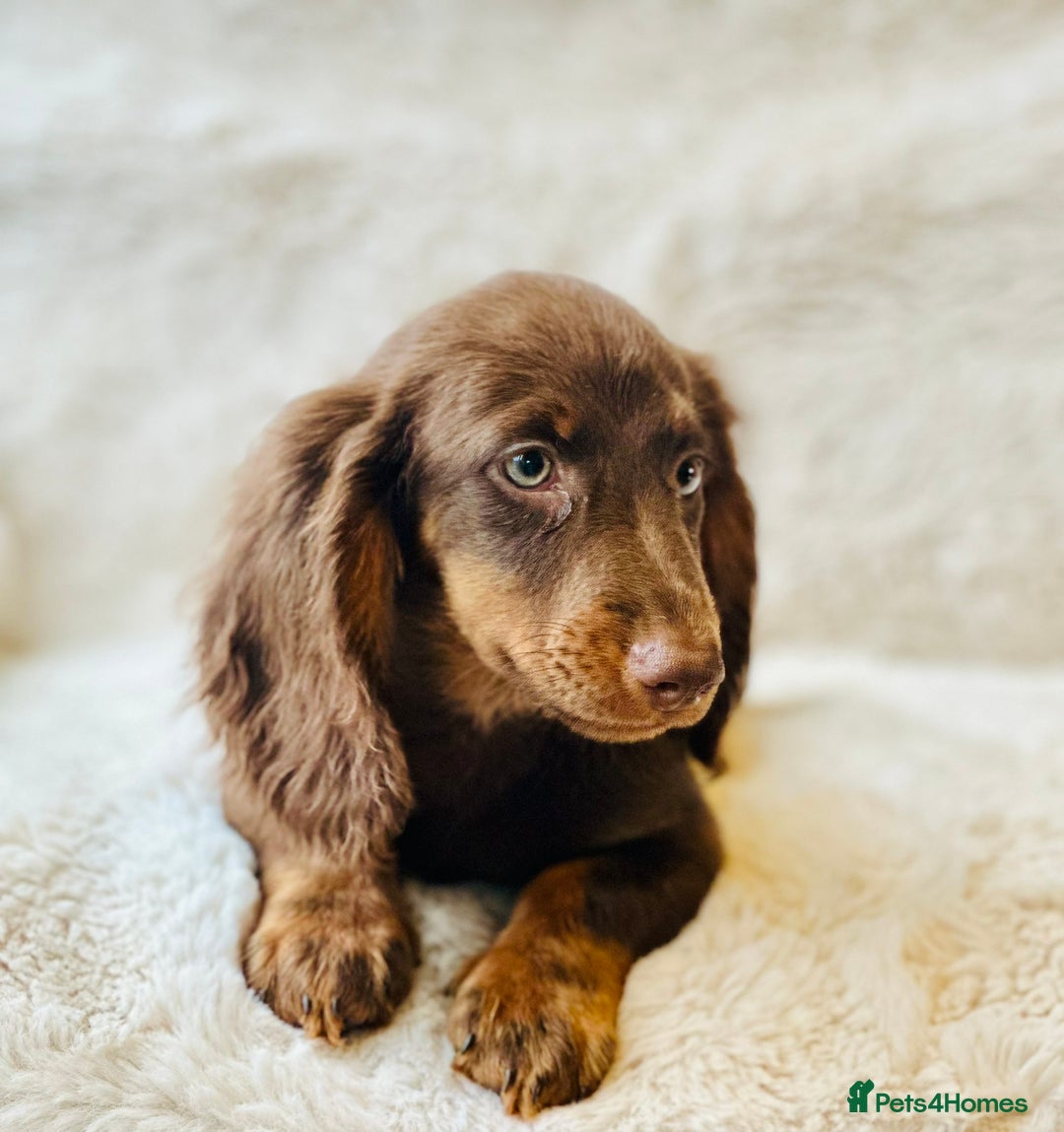 Miniature Dachshund dogs for sale: Chocolate & Tan Miniature Longhaired Dachshund - Image 11