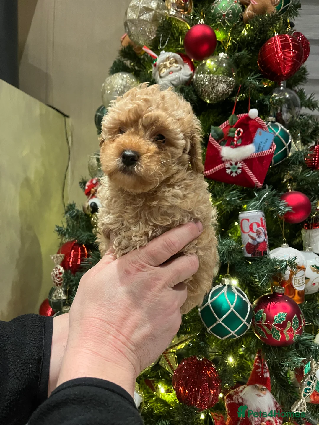 Shihpoo dogs for sale: 1 girl left shihpoo puppy fully vaccinated  - Advert 39