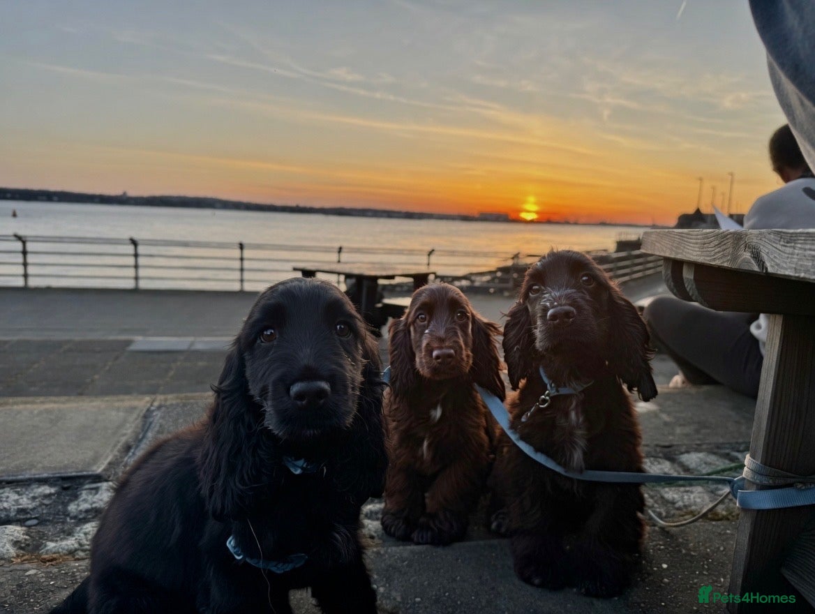 Cocker Spaniel dogs Pure Bred English Cocker Spaniel  - Advert 9