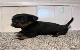 Lancashire Heeler dogs for sale: Lancashire Heelers - Image 12