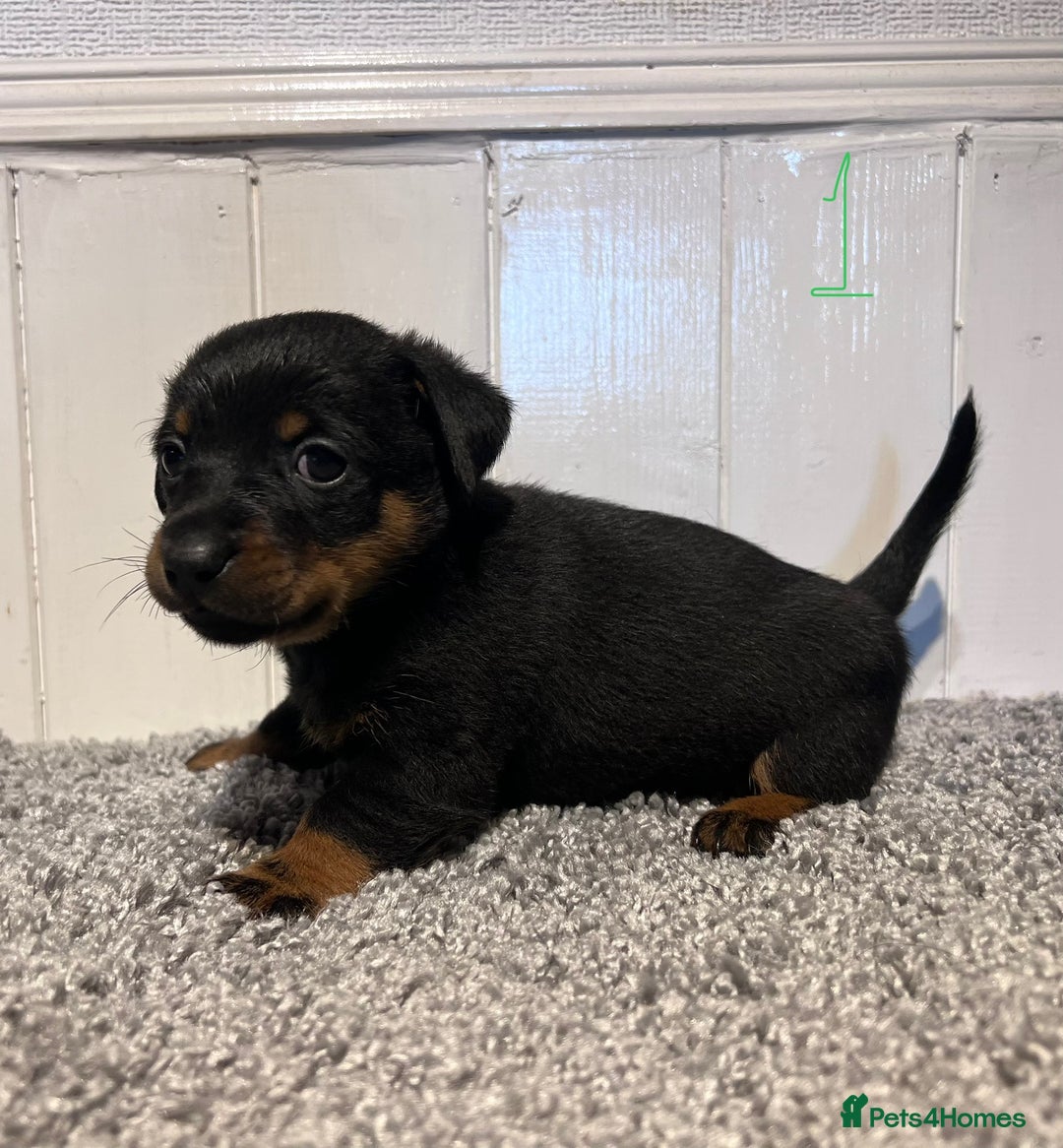 Lancashire Heeler dogs for sale: Lancashire Heelers - Image 12