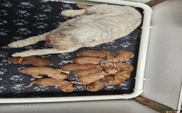 Cockapoo dogs for sale: FULLY HEALTH TESTED FOX RED MINIATURE COCKAPOOS - Image 10