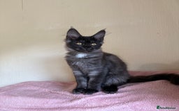 Maine Coon cats for sale: Pedigree GCCF Russian Import line Maine Coons - Image 9
