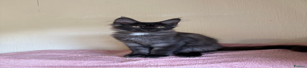 Maine Coon Kitten 3