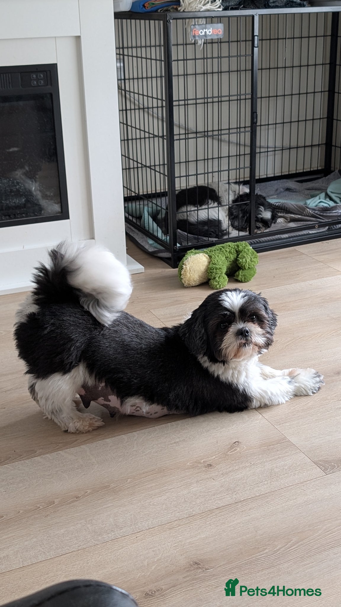 Shih Tzu dogs KC reg standard Shih Tzu puppies  - Advert 2