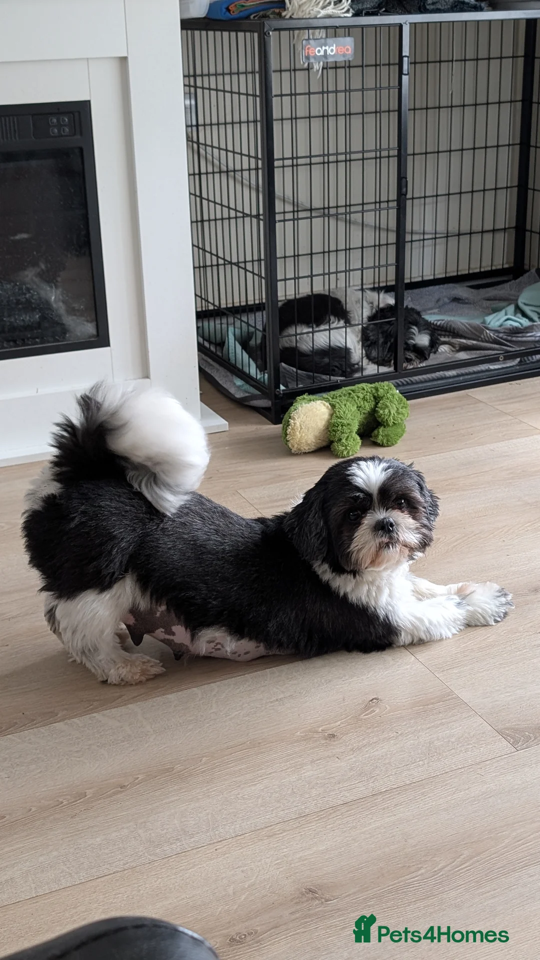 Shih Tzu dogs for sale: KC registered Shih Tzu puppies  in Harlow - Advert 2
