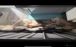 Siberian Husky dogs for sale: Husky puppies - Image 12