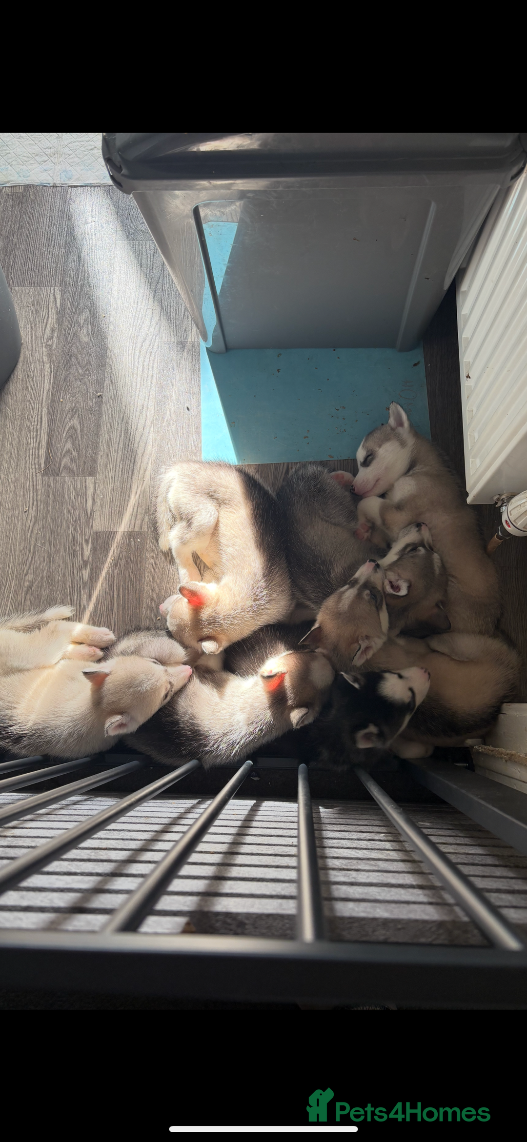 Siberian Husky dogs for sale: Husky puppies - Image 12