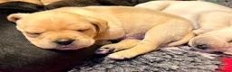 Mixed Breed dogs for sale: Frenchie x Yorkipoo Puppies –Homes Wanted 🐾 in Leeds - Advert 8